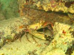 cieloestrellas reef19.jpg